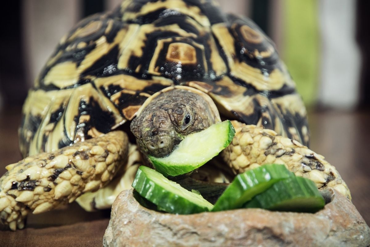 Tortoise eating cucumber