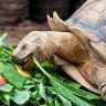 Turtle eating food