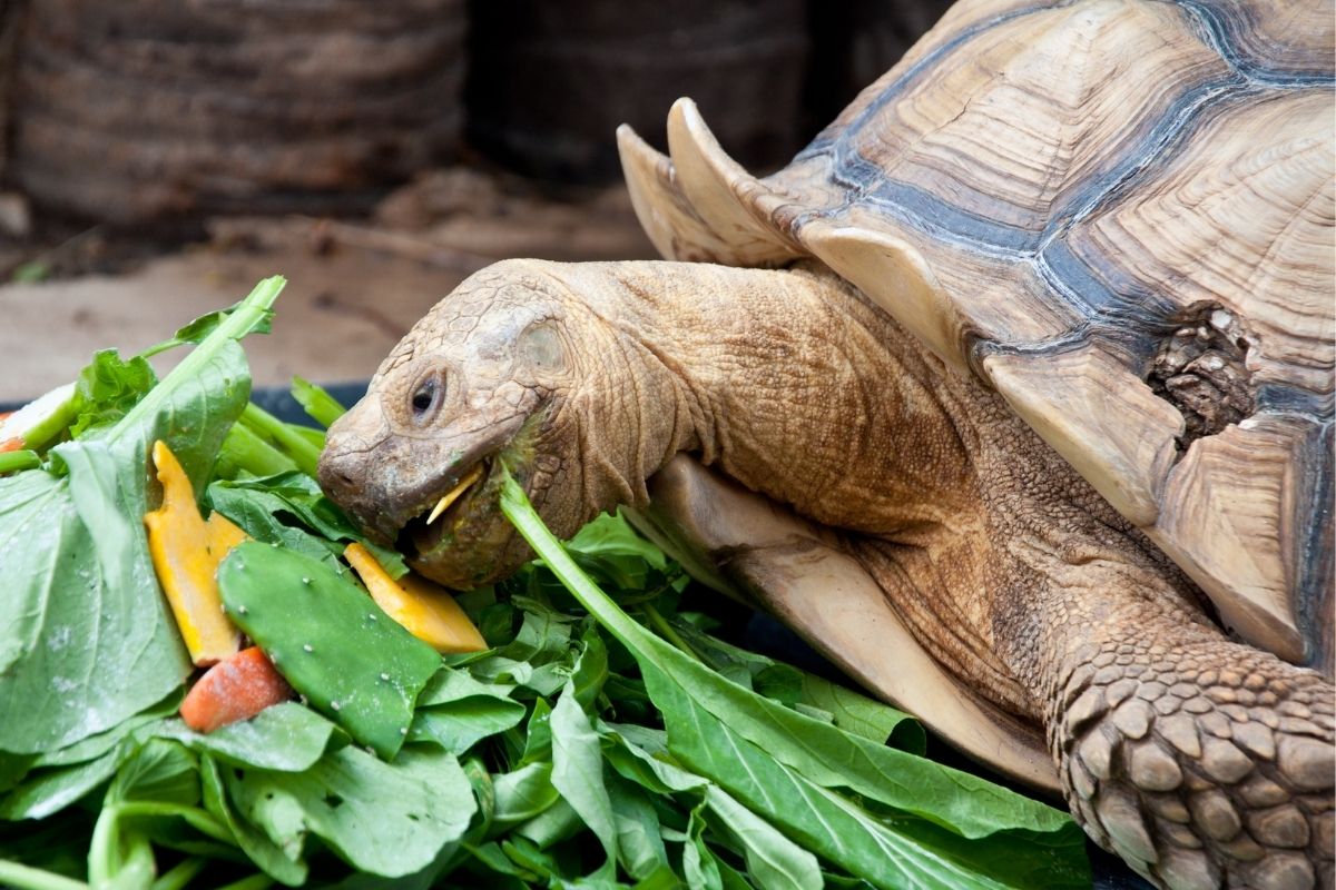 Turtle eating food