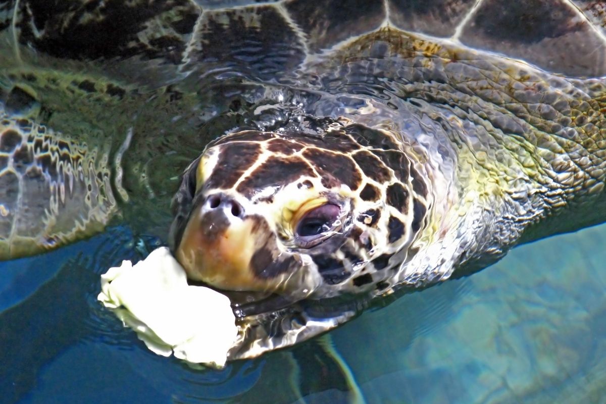 Turtle eating food