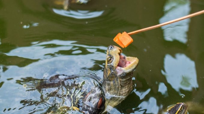 Turtle sticks its head out the water tryint to catch the food