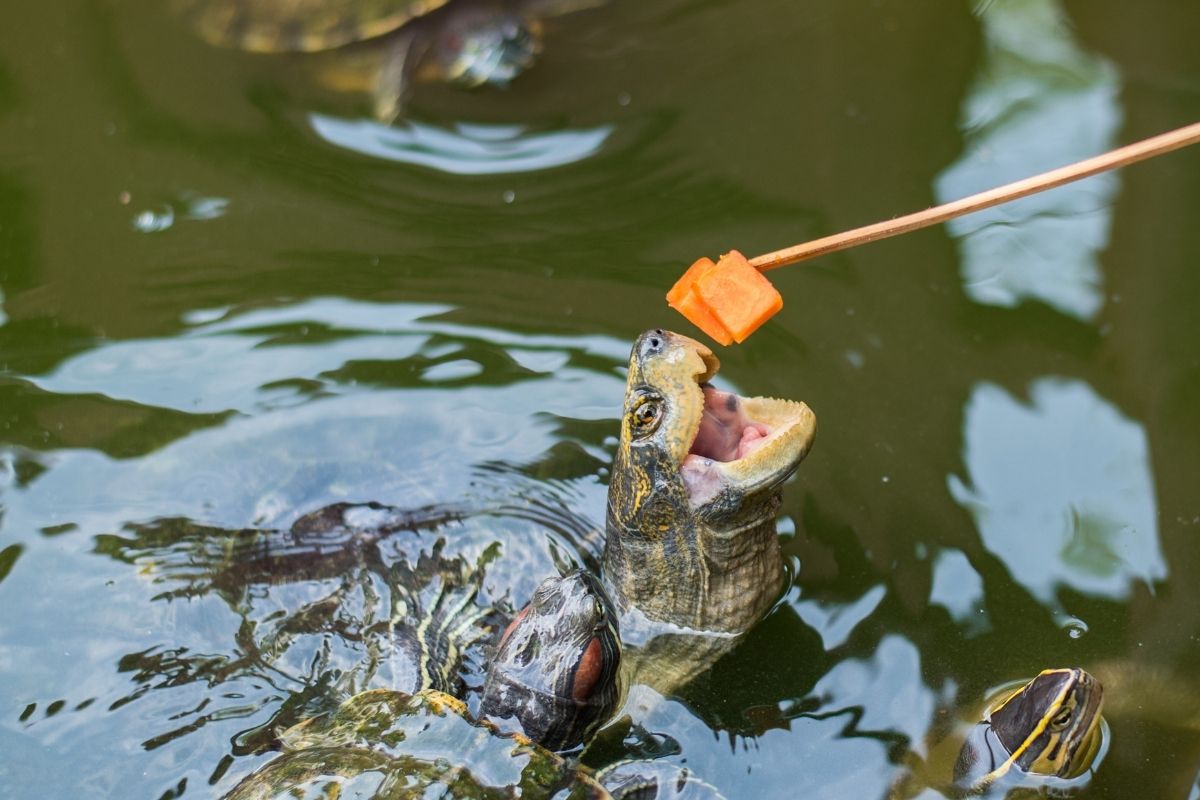 Turtle sticks its head out the water tryint to catch the food