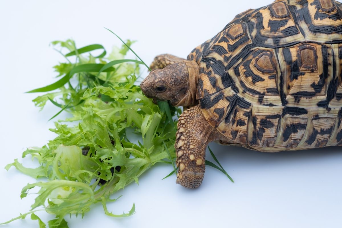 Tortoise eating green lettuce