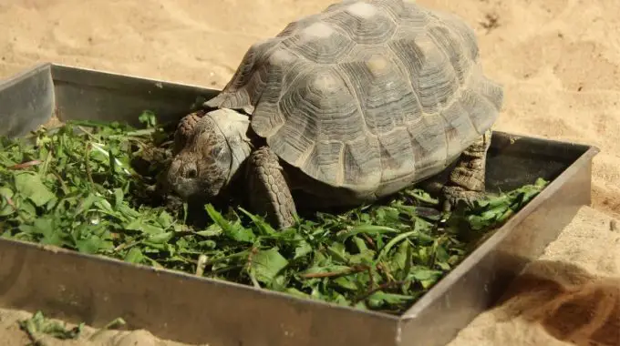 Tortoise eating grass