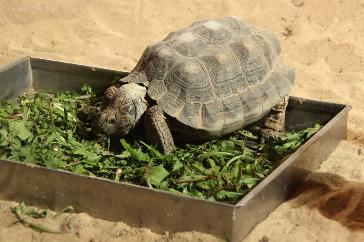 Tortoise eating grass