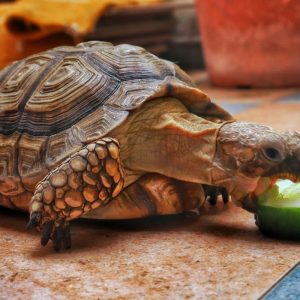 Turtle eating cucumbers