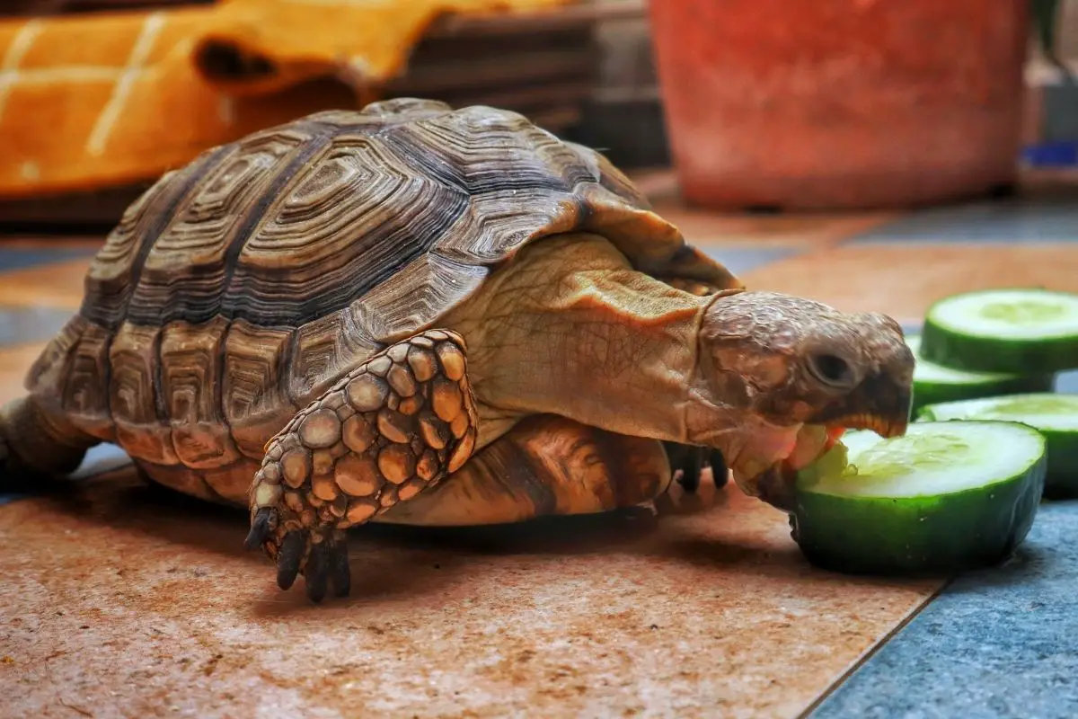 Turtle eating cucumbers
