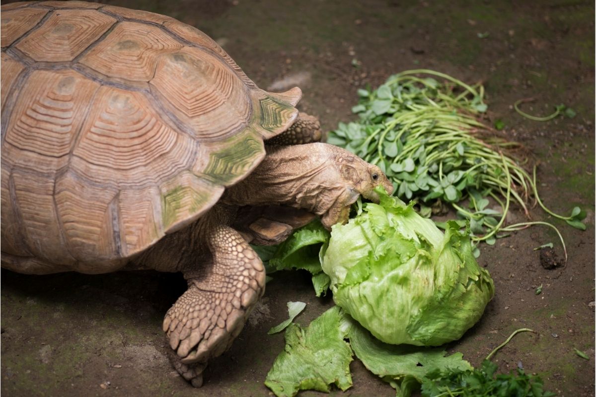 Turtle eating vegetables