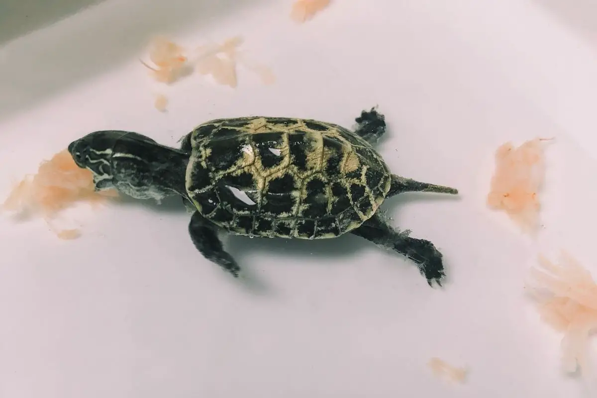 small turtle eating