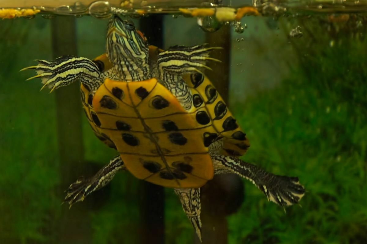 Turtle eating on aquarium