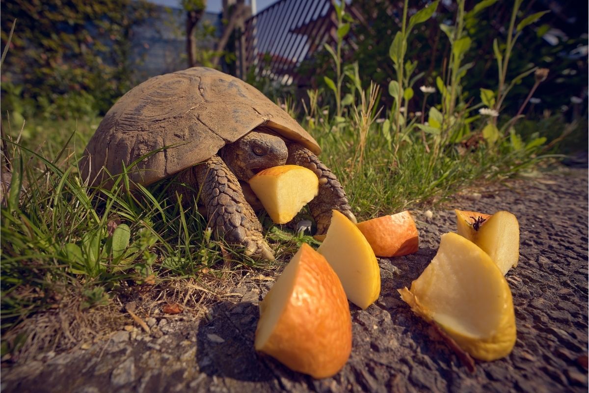 Turtle eating apple