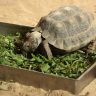 Turtle eating vegetable on box