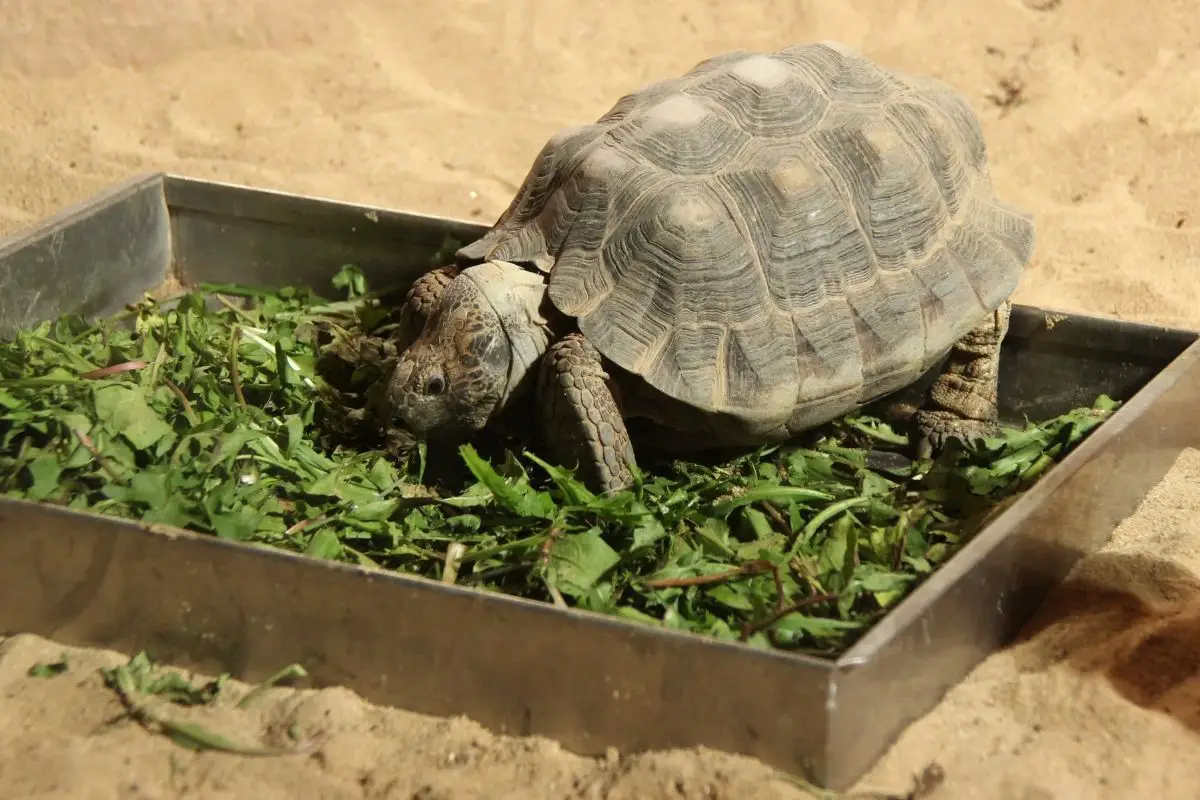 Turtle eating on a box