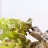 Small turtle eating lettuce