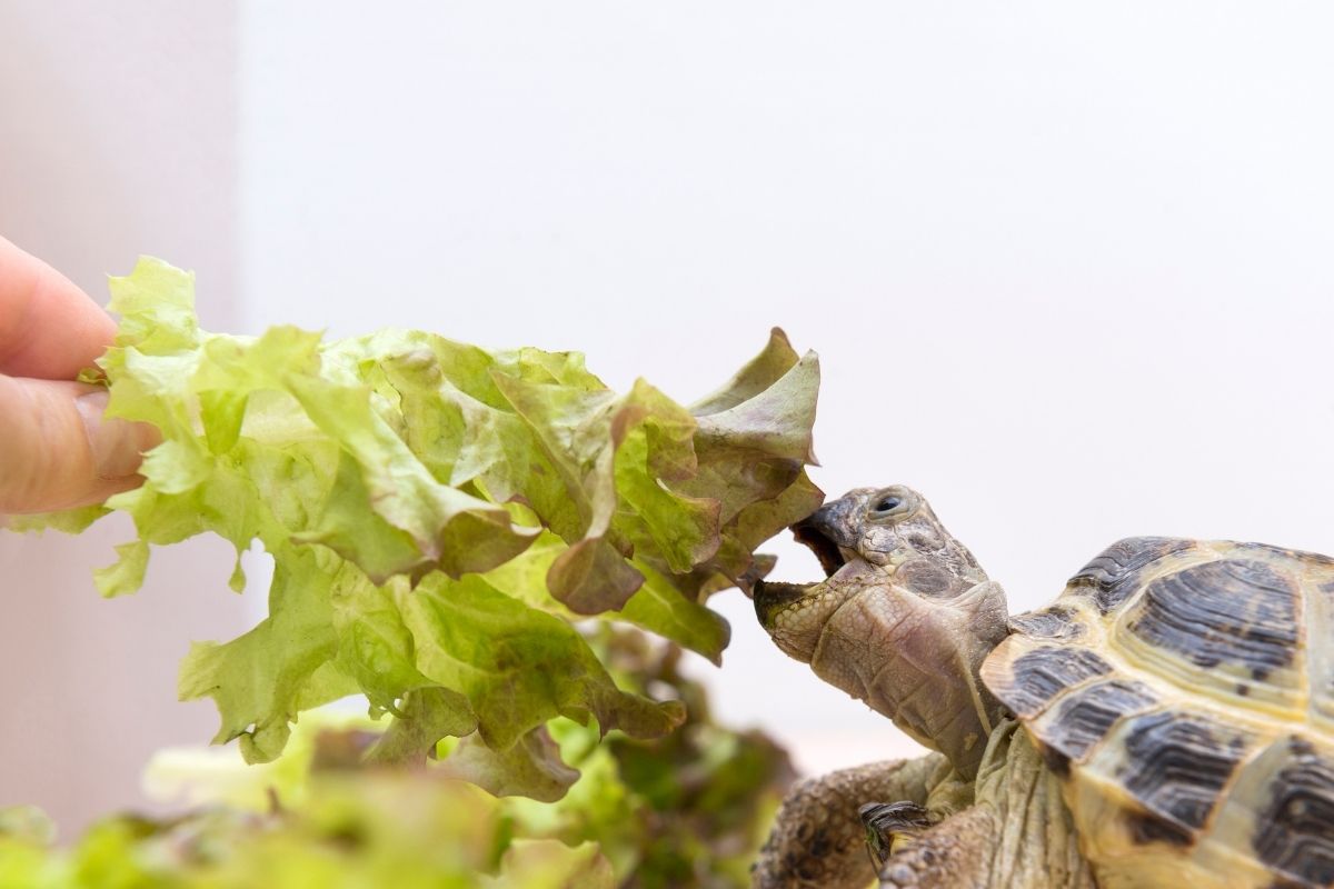 Turtle eating lettuce