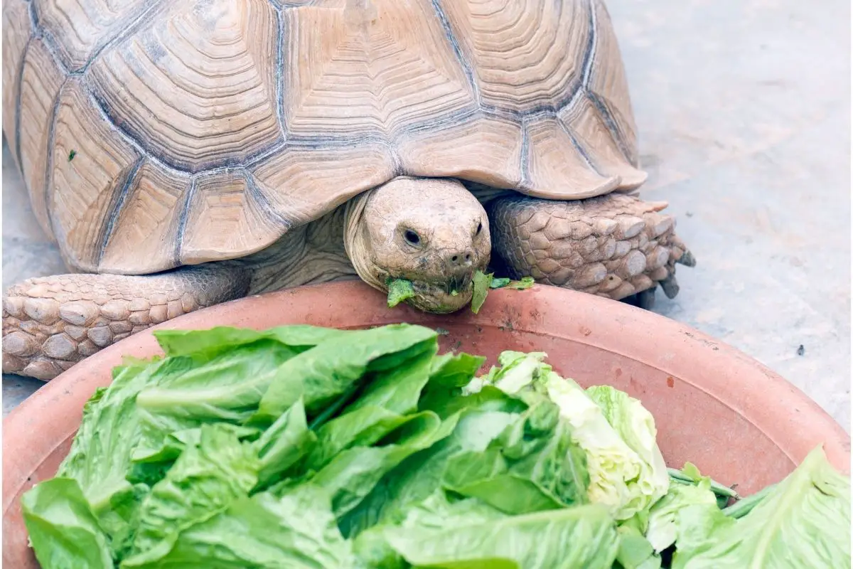 Tortoises eat lettuce