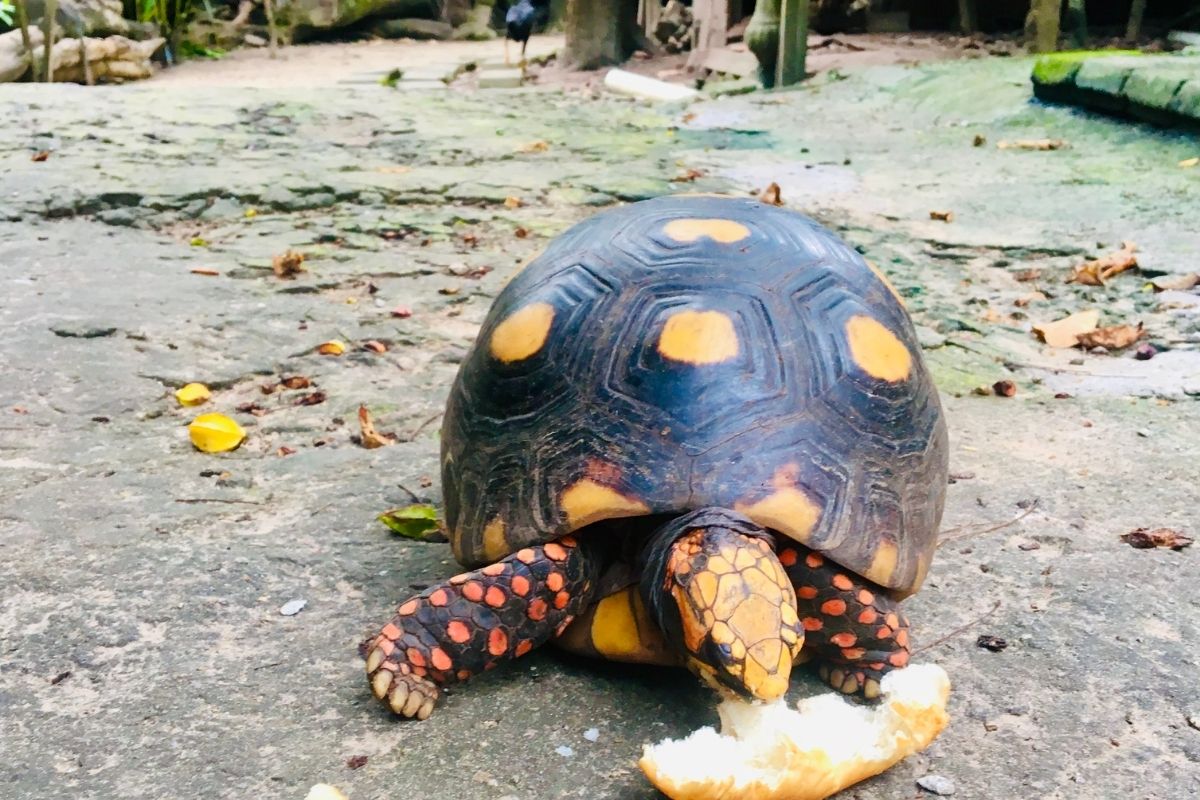 Spotted turtle eating