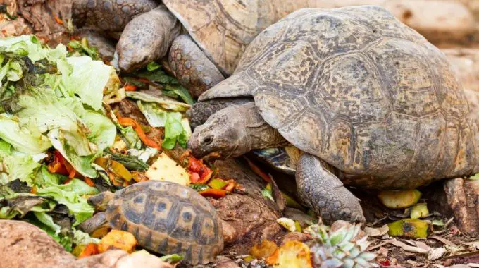 Three turtles eating