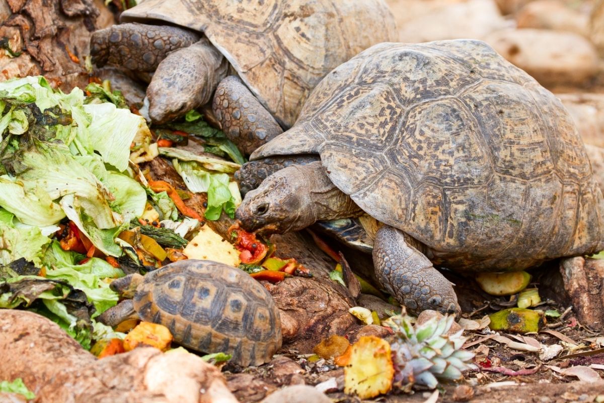 Three turtles eat fruits and vegetables