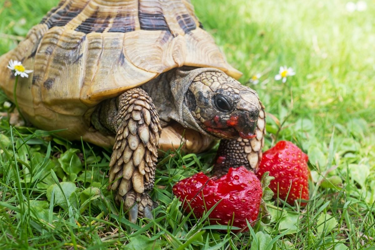 Turtle eating strawberries