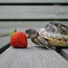 Small turtle eating strawberry