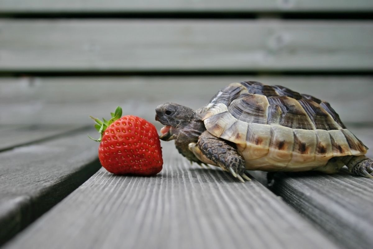 Turtle eating strawberry