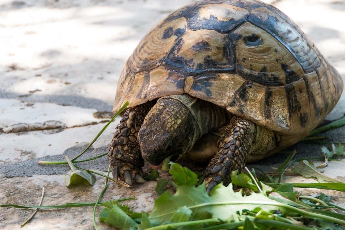 Big turtle eating