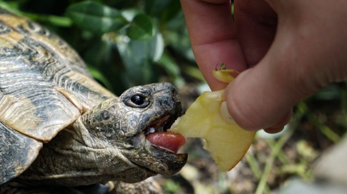 human feeding turtle