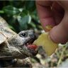 Human feeding turtle