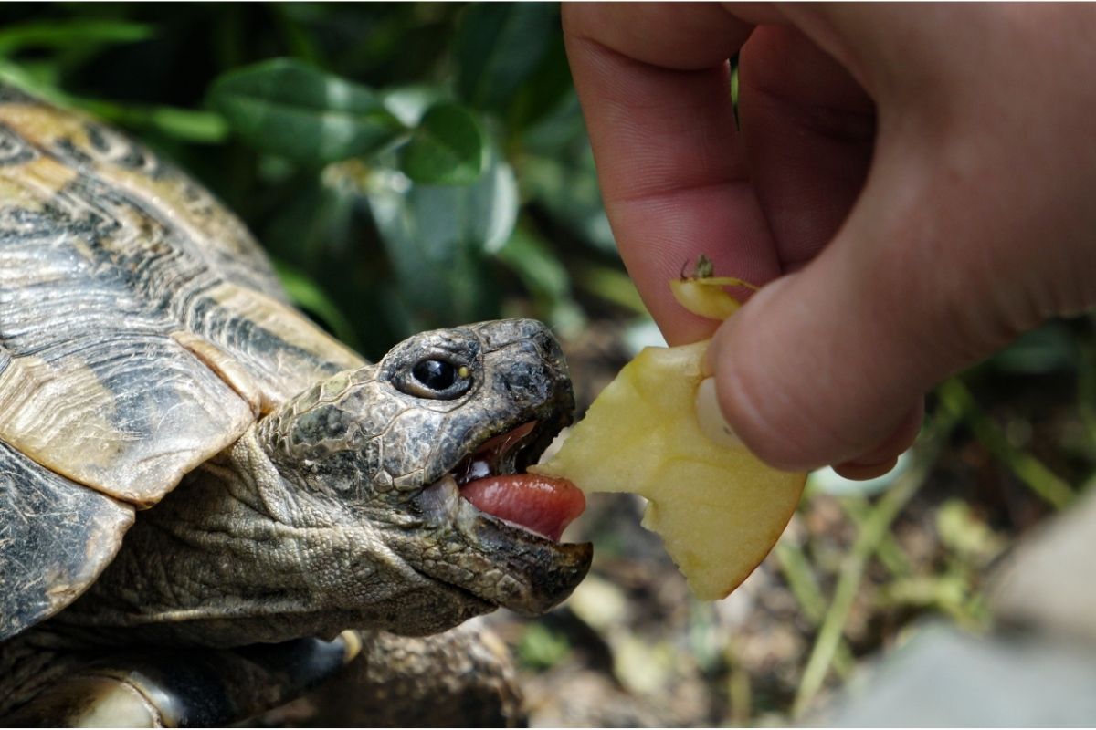 Human feeding turtle