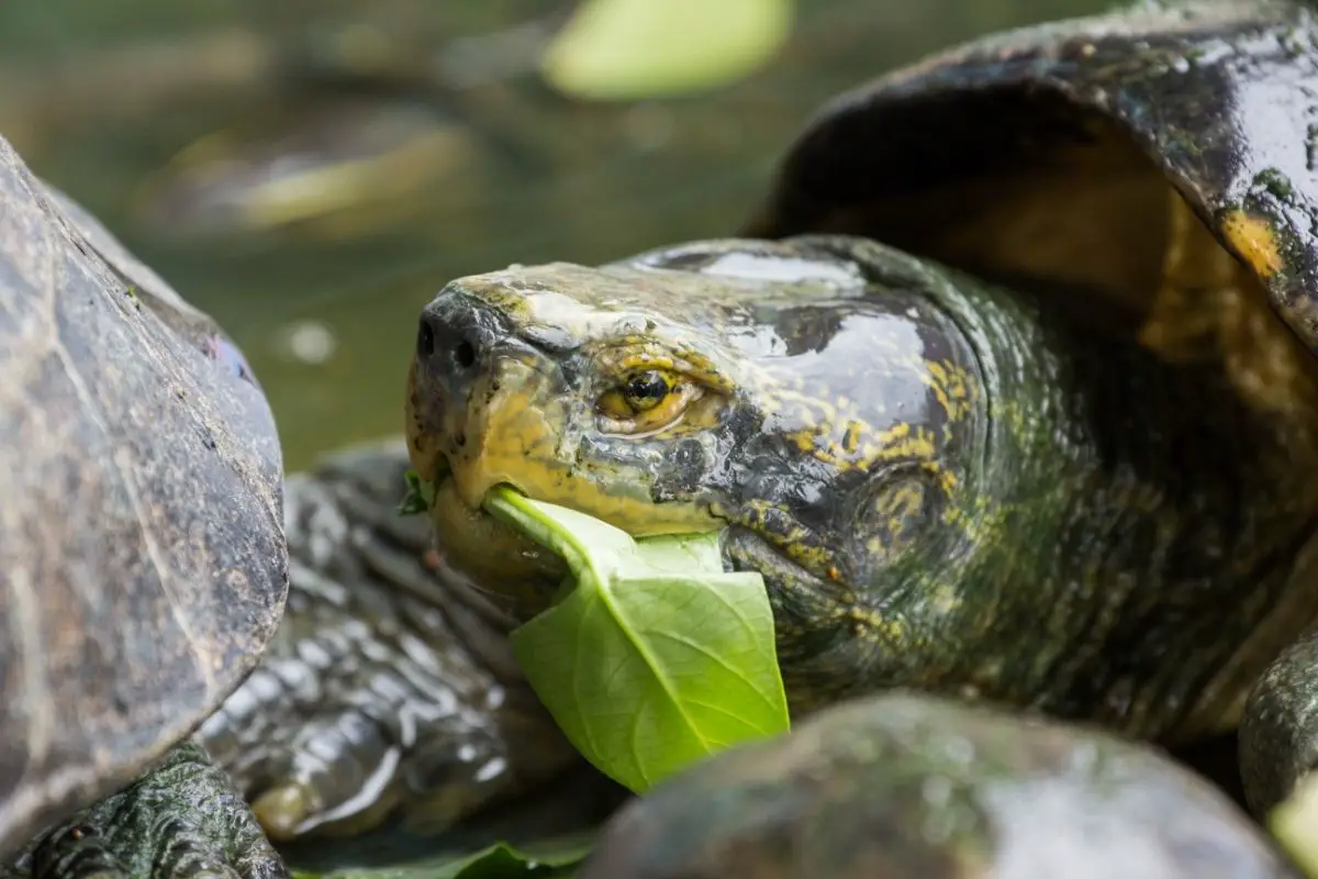 closeup picture of eating turtle