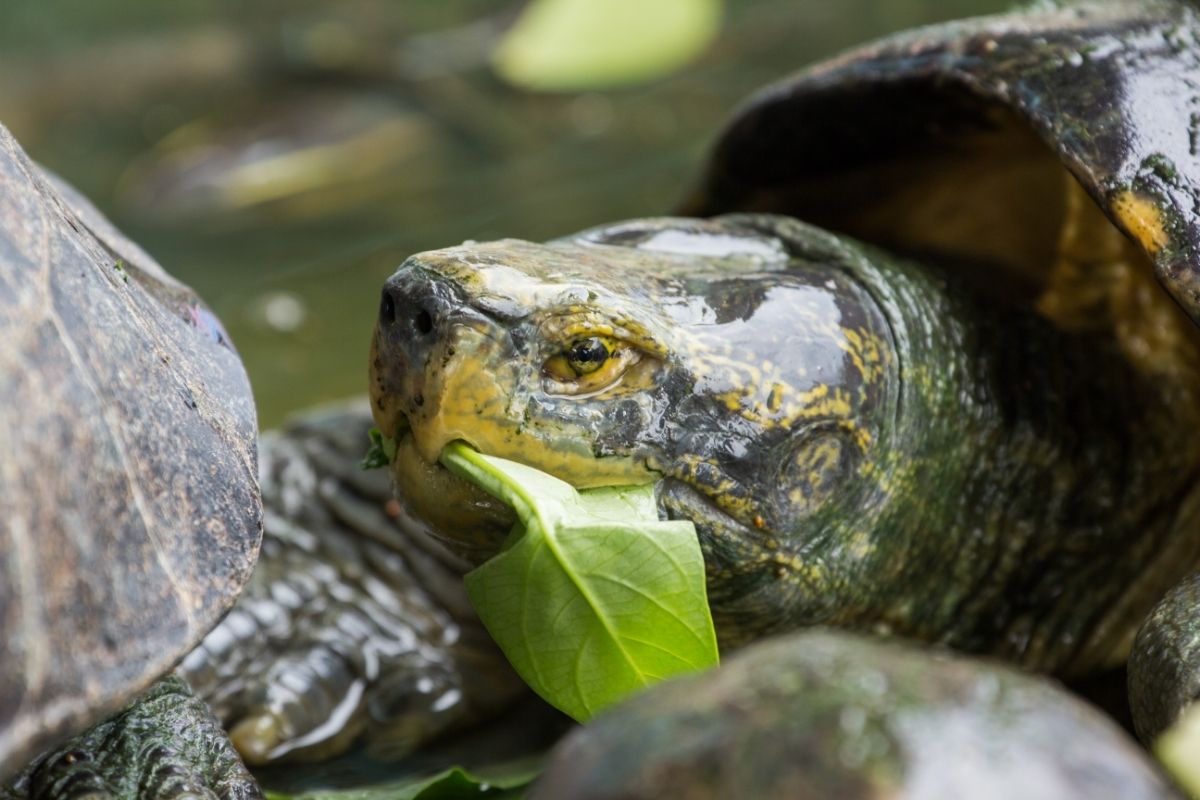 Closeup picture of eating turtle