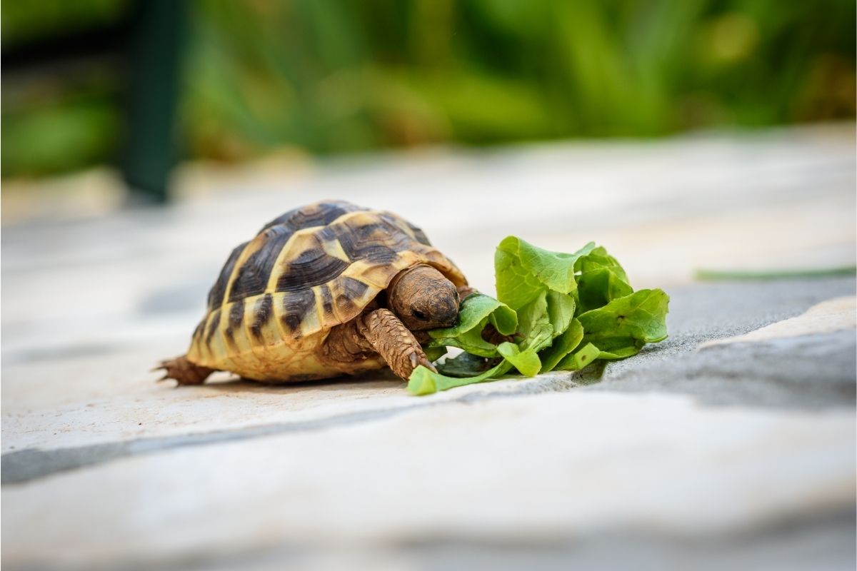 small turtle eating spinach