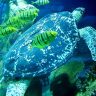 Turtle and fish swimming together
