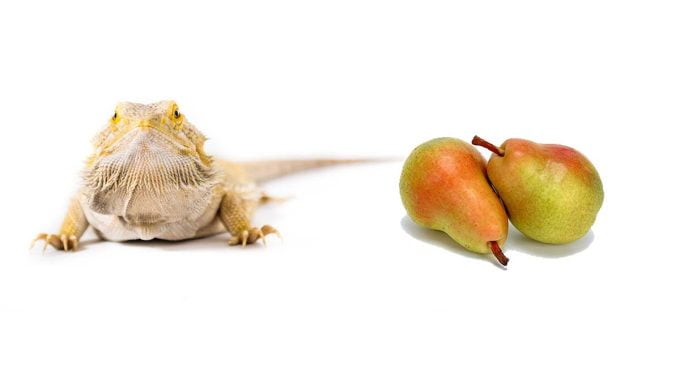 Bearded dragon beside pear