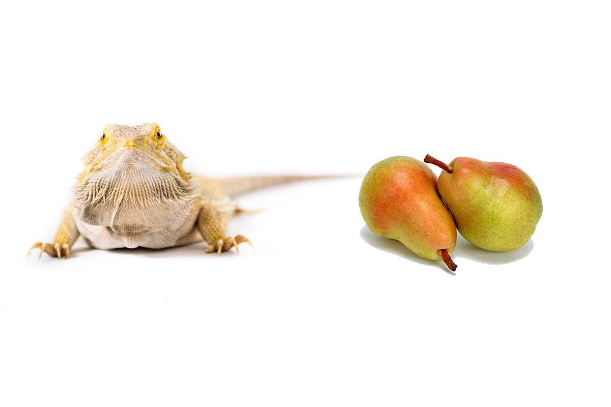 A picture of a bearded dragon beside pears