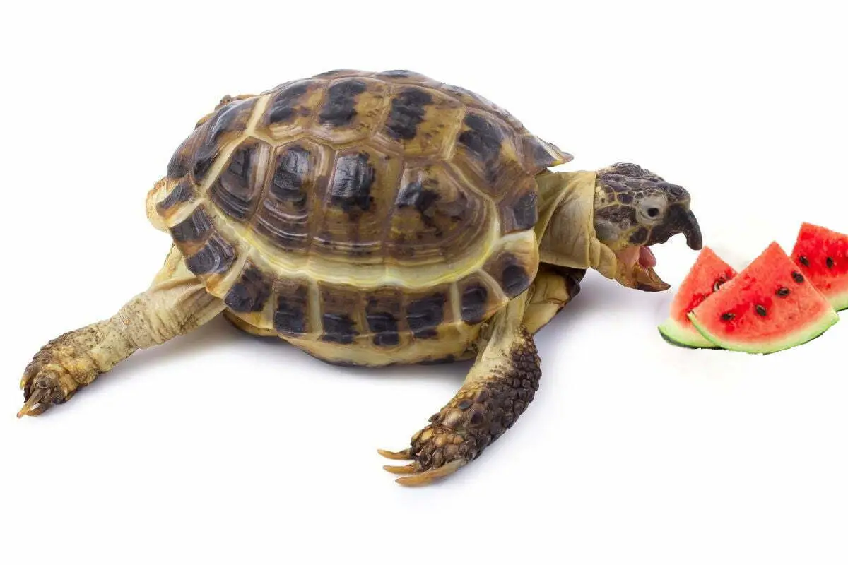 Terrapins Eat Watermelon