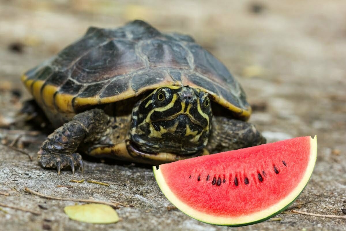 Turtles Eating Watermelon