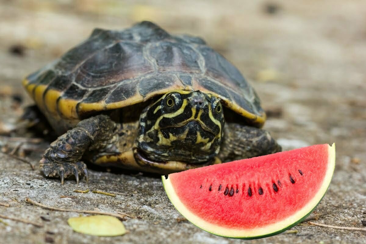 Turtles eating watermelon