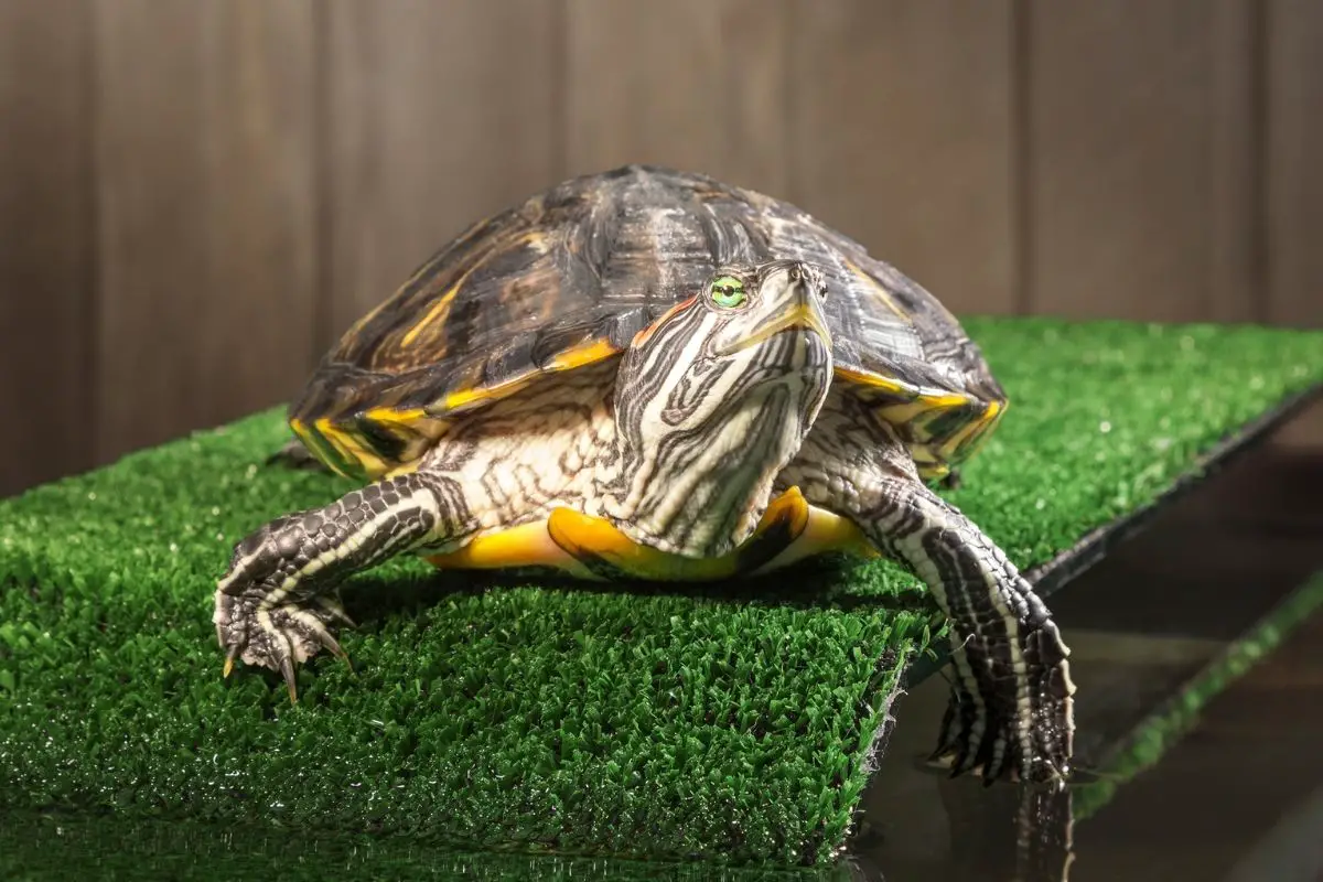 A portrait of a red eared slider turtle
