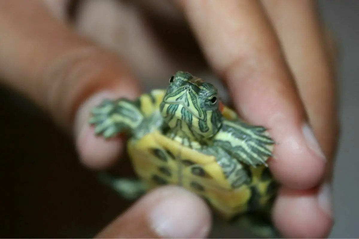 Man holding a young red ear slider turtles
