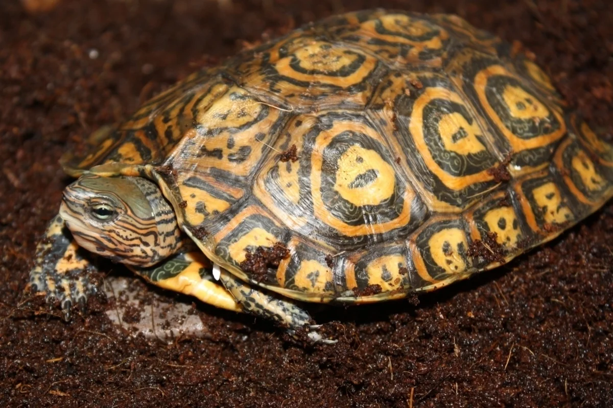 Central american wood turtle