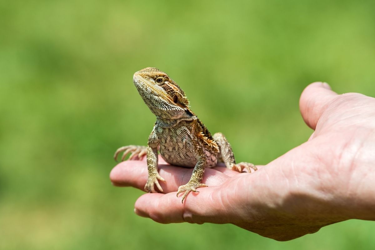 Bearded dragon observing its environment