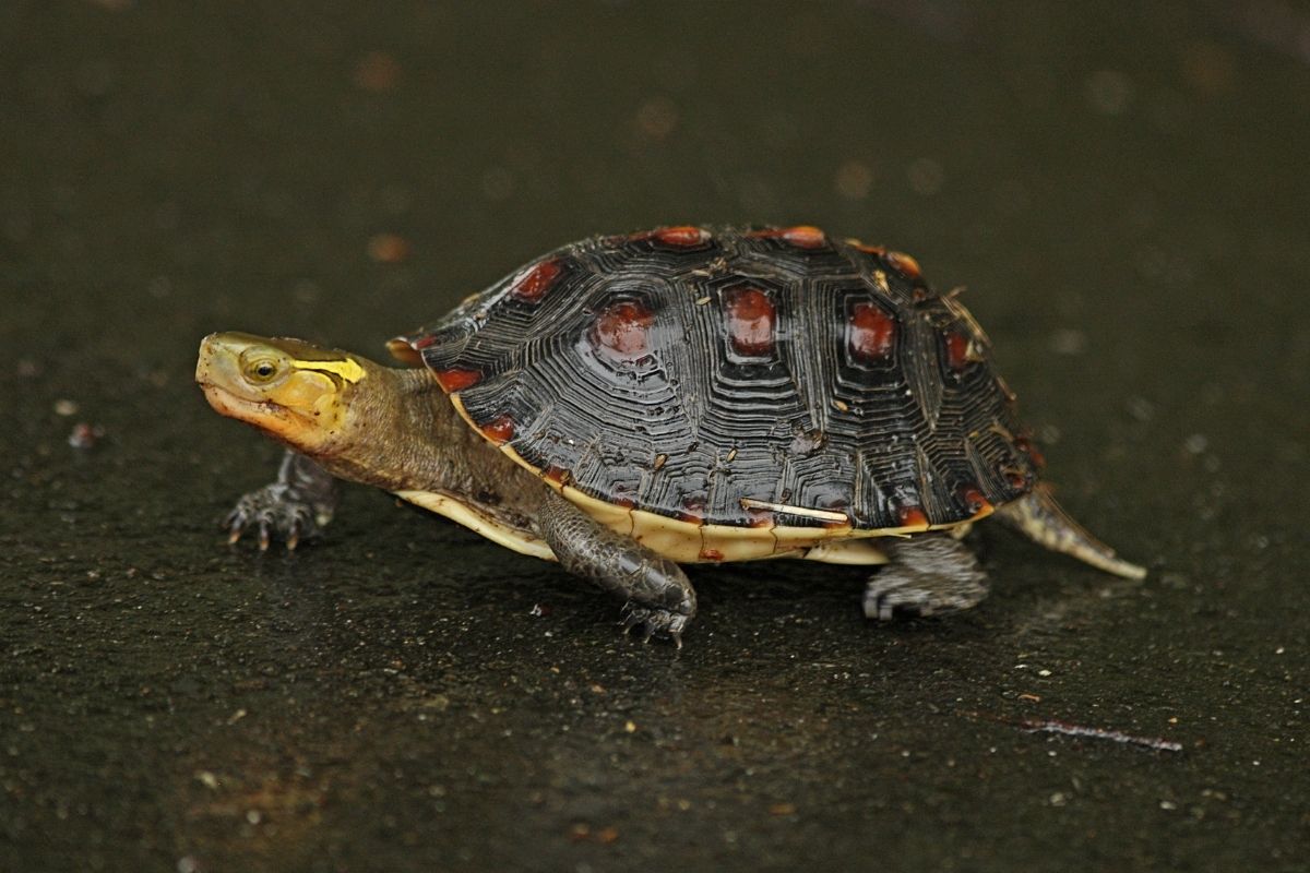 Chinese Box Turtle walking