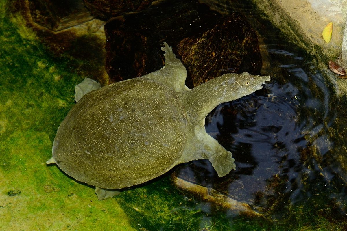 Chinese softshell turtle crawling