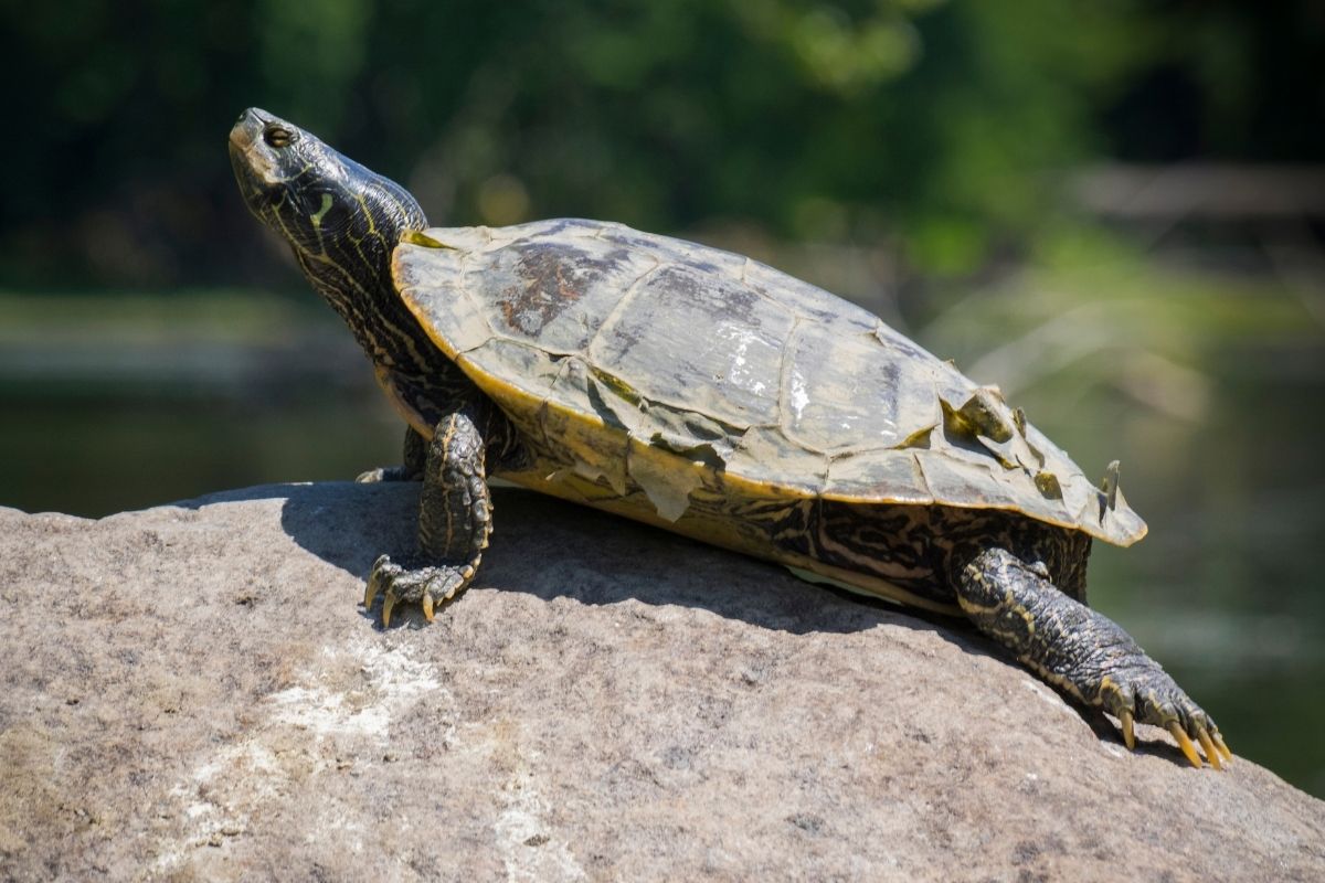 Common map turtle on a rock