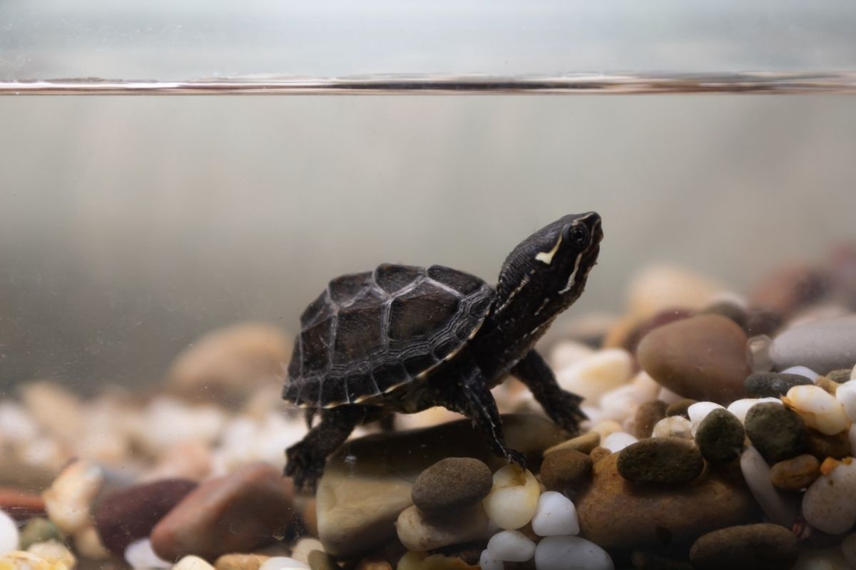 Common musk turtle in a tank