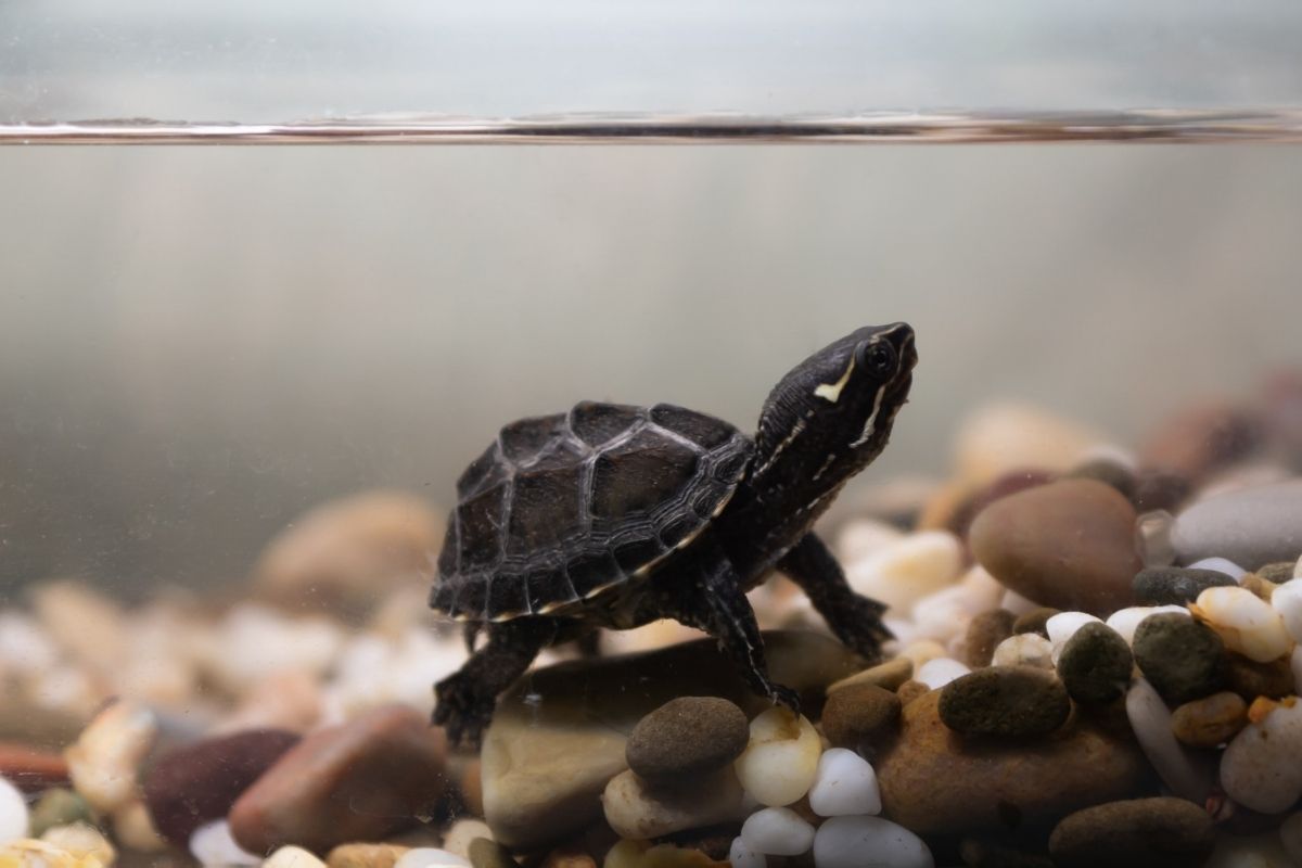 Common musk turtle in an aquarium