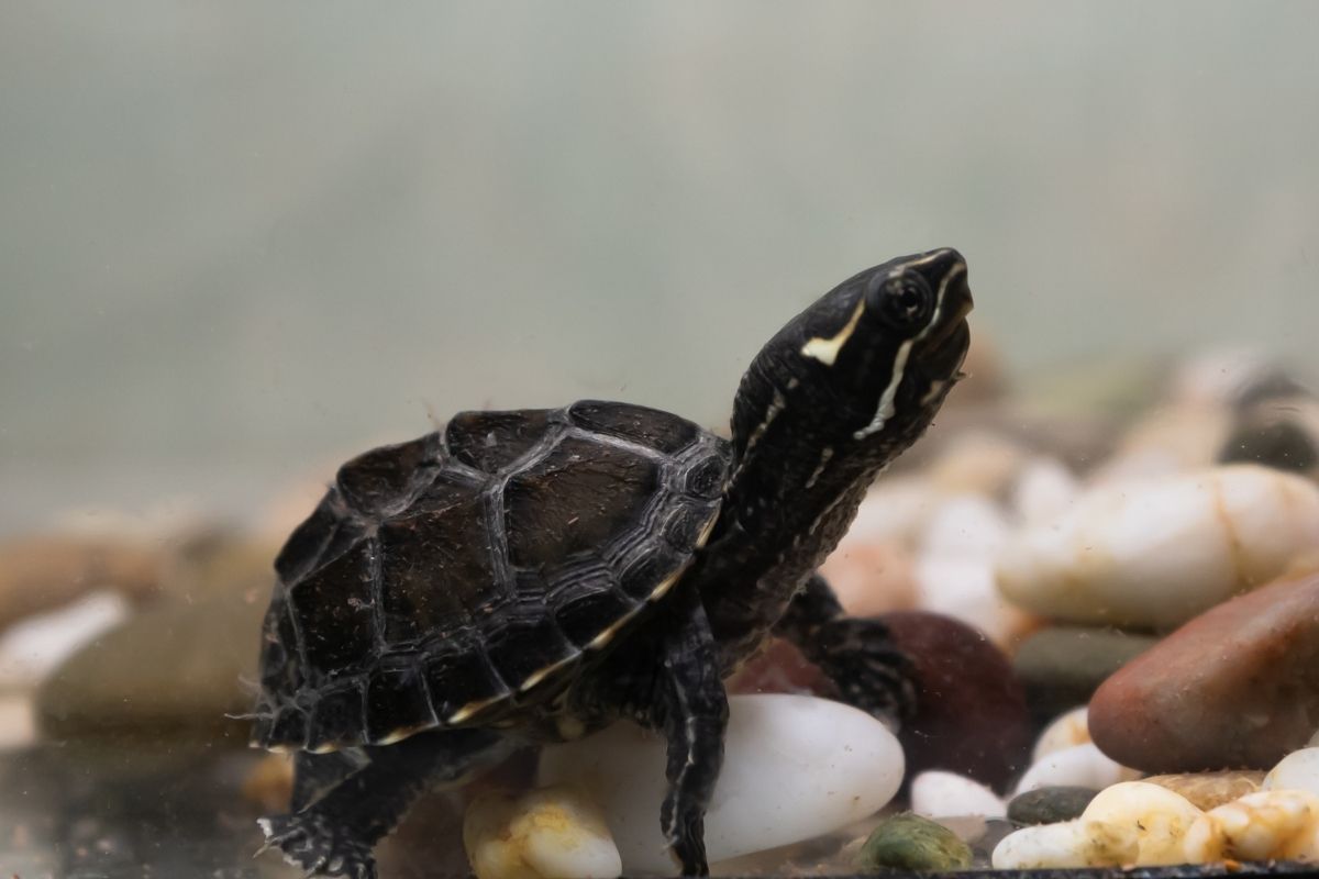 Young common musk turtle on the pond