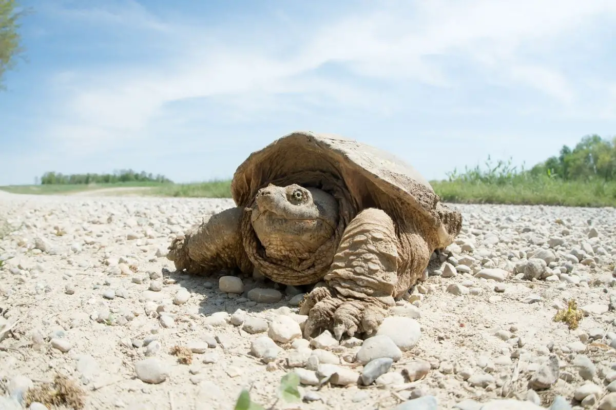 Common snapping turtle in the dry mud